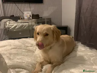Goldador dogs Golden retriever x lab - Advert 7