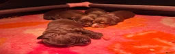 Cocker Spaniel dogs for sale: Gorgeous Chocolate Working cocker pups - Advert 4