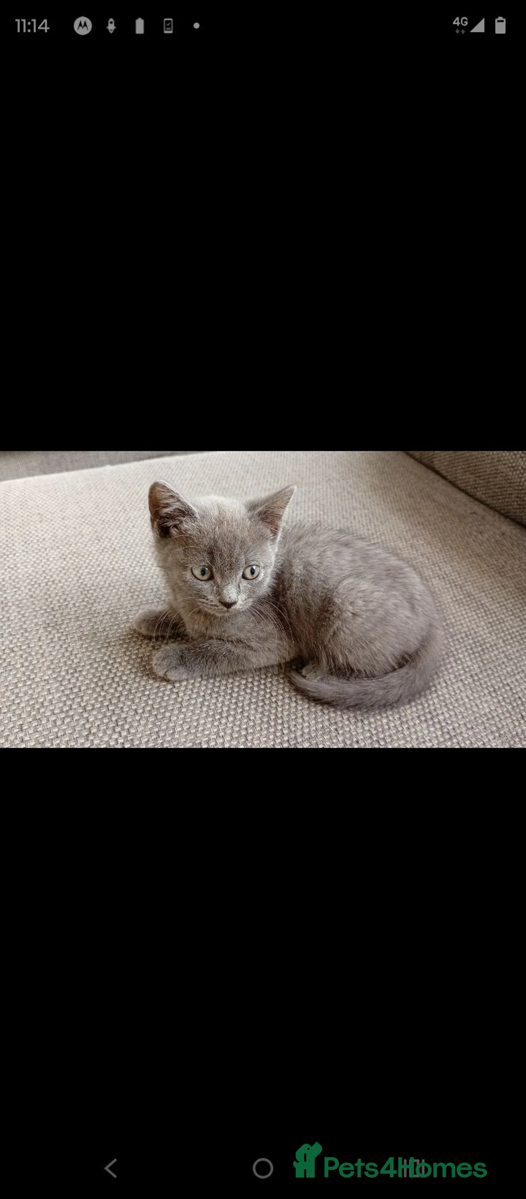 British Shorthair cats for sale: British shorthair X - Advert 2