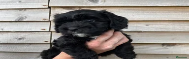 Cockapoo Puppy 5