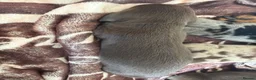 Miniature Dachshund dogs for sale: Miniature dauchunds  - Advert 2