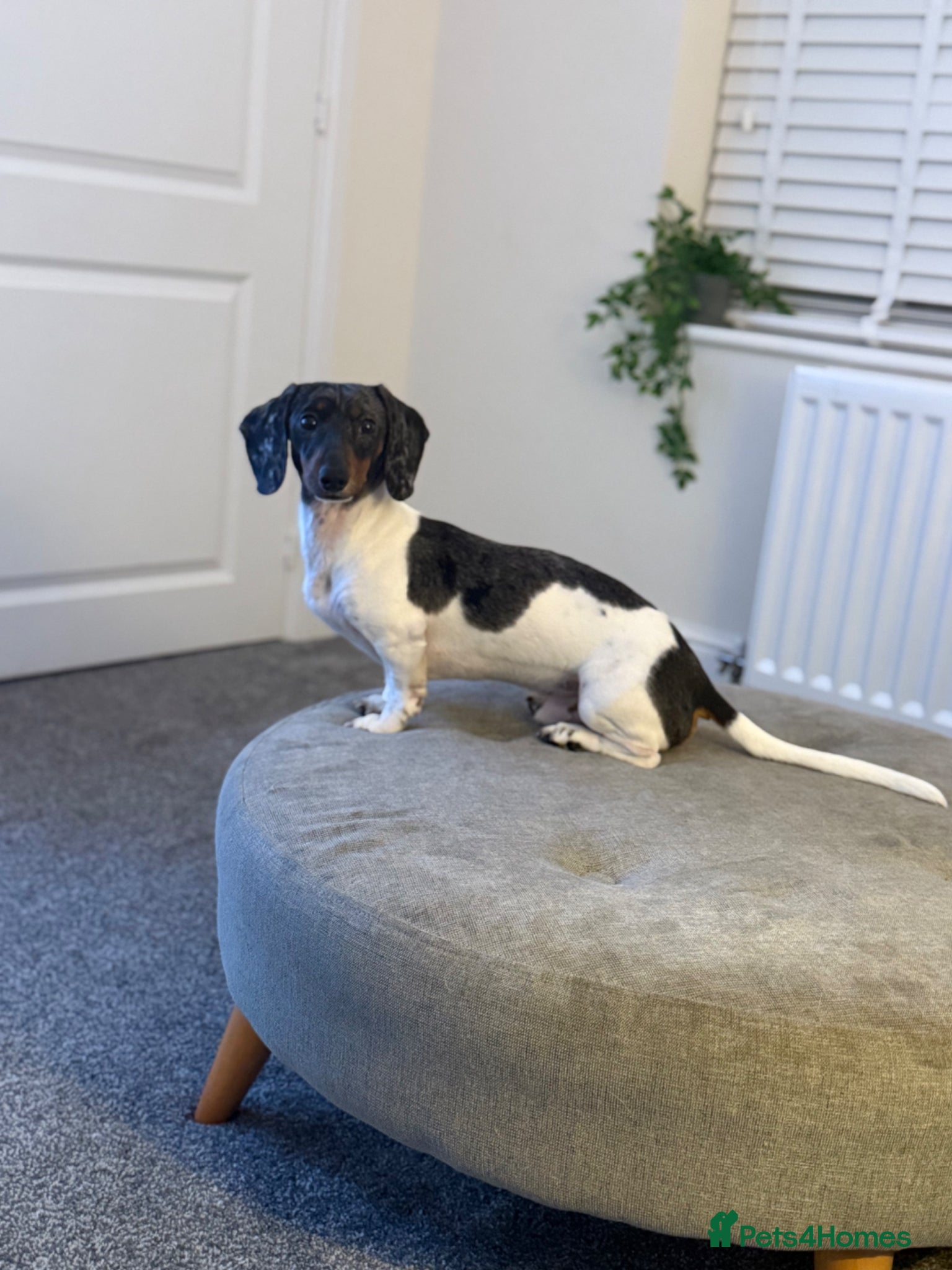 Miniature Dachshund dogs Rehoming my beautiful Miniature dachshund  - Advert 1