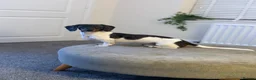 Miniature Dachshund dogs for sale: Rehoming my beautiful Miniature dachshund  - Advert 1