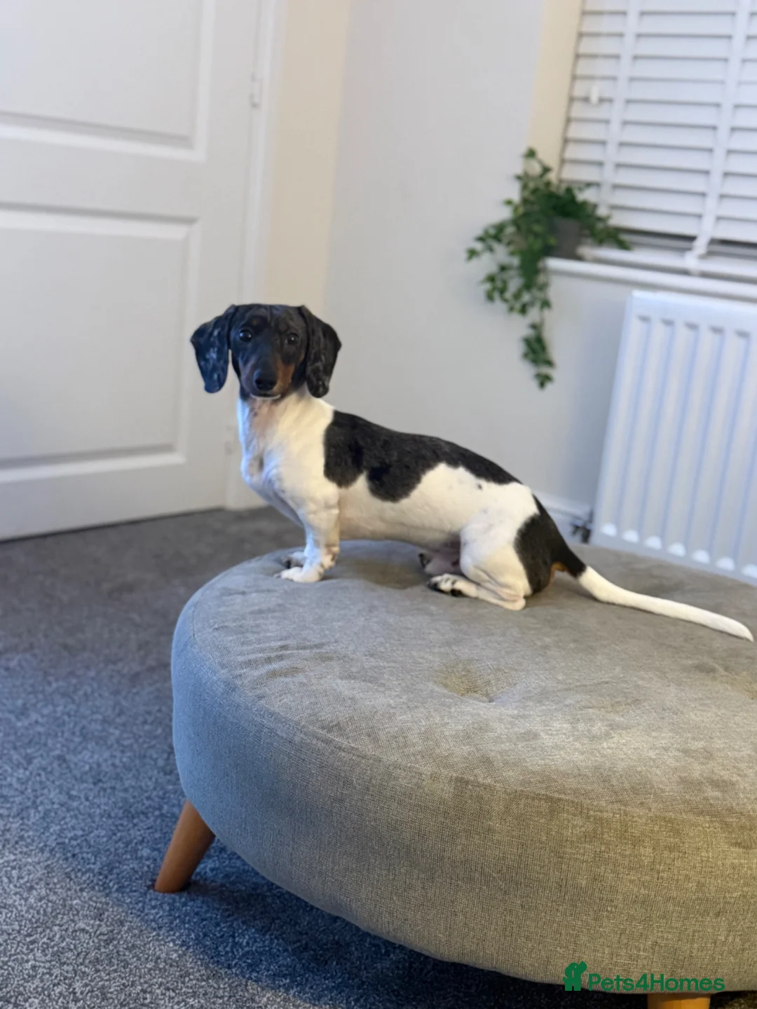 Miniature Dachshund dogs for sale: Rehoming my beautiful Miniature dachshund  - Advert 1