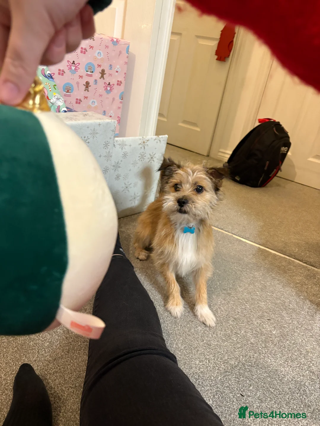 Mixed Breed dogs for sale: This is Bear - Advert 3