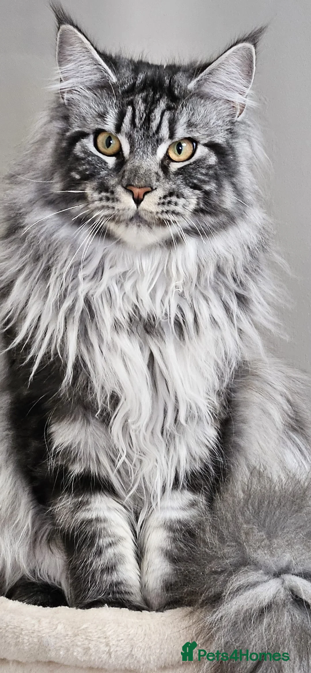 Maine Coon cats for stud: TICA/GCCF stud available + kittens available  in Brighouse - Advert 3