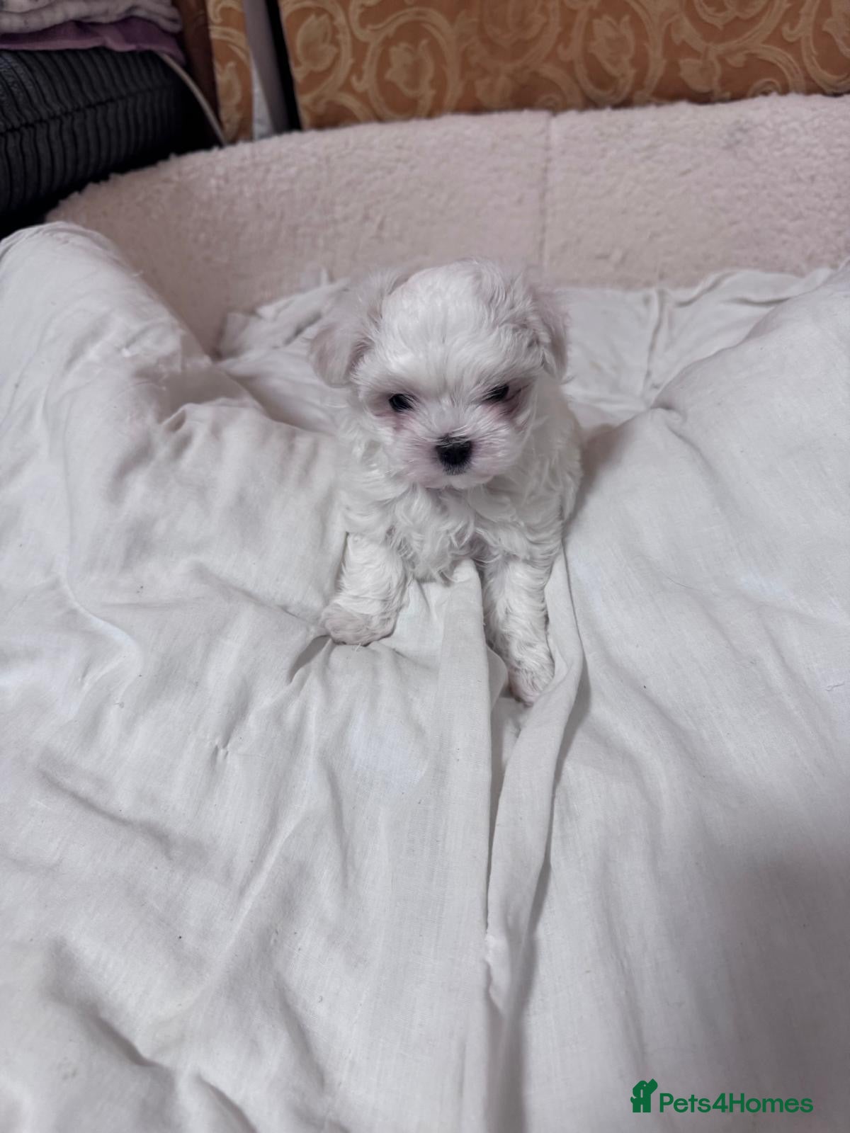 Maltese dogs ✨Korean Maltese Puppies ✨ - Advert 1