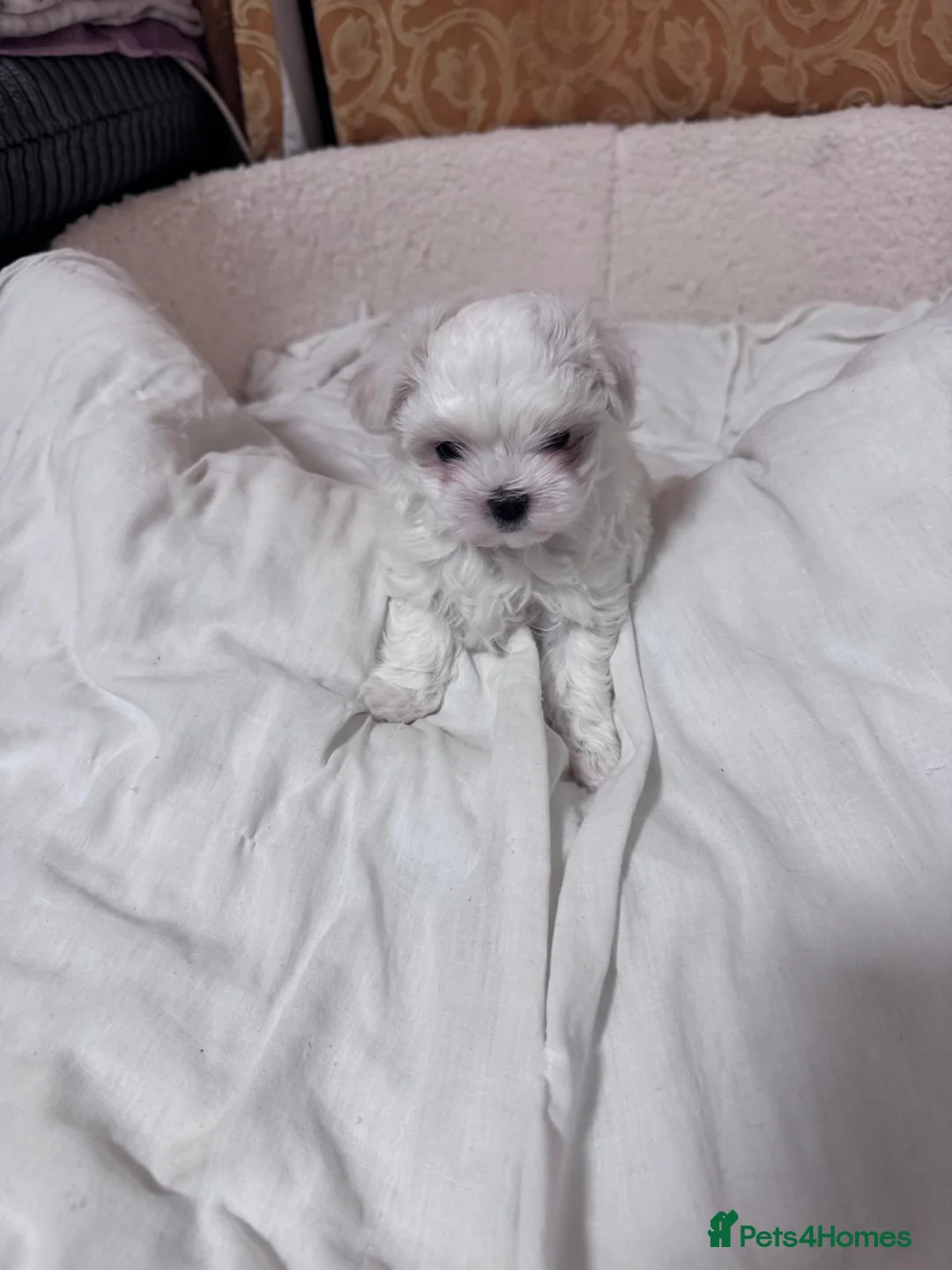 Maltese dogs for sale: ✨Korean Maltese Puppies ✨ - Advert 1