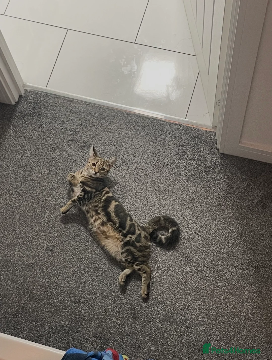 Domestic Shorthair cats for sale: Gorgeous Tabby siblings  - Advert 2