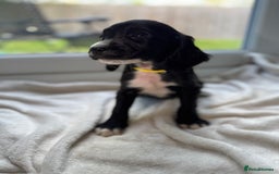 Sproodle dogs for sale: Beautiful Sproodle pups  - Image 12