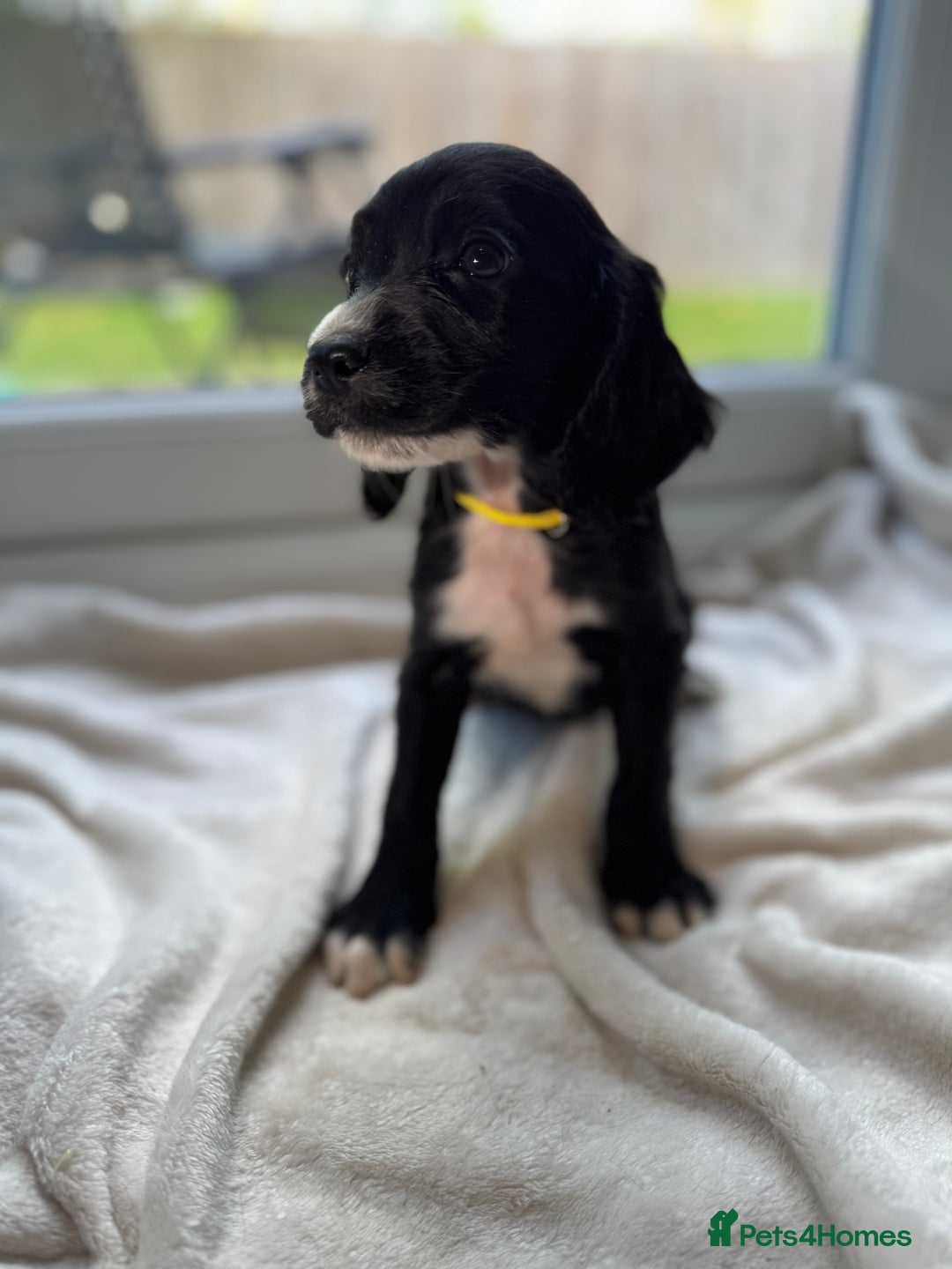 Sproodle dogs for sale: Beautiful Sproodle pups  - Image 12