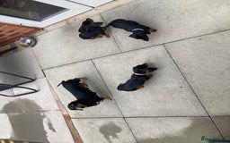 Dachshund dogs for sale: Miniature Sausage Dog Pups READY TO GO Dachshund  - Image 4