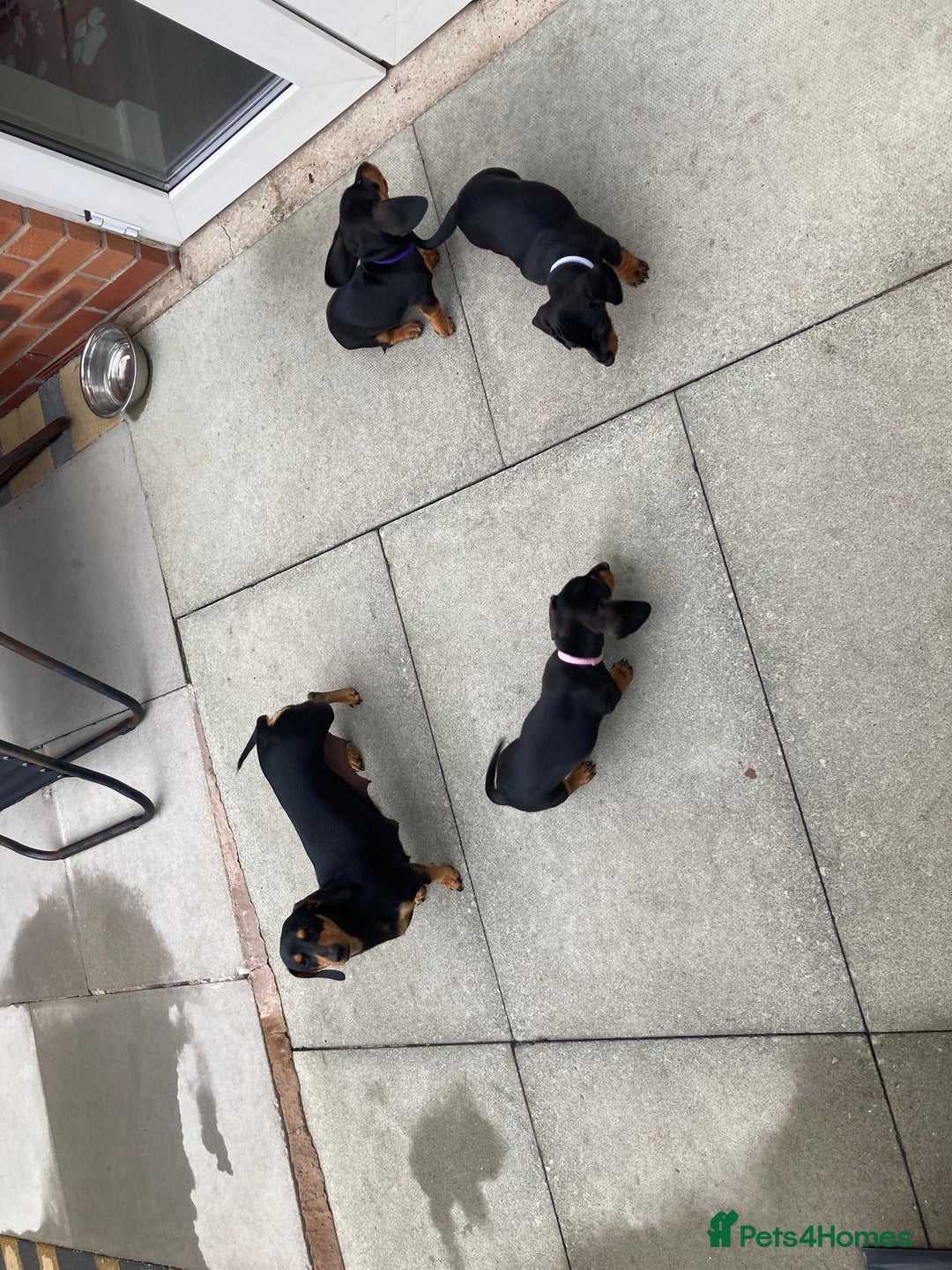 Dachshund dogs for sale: Miniature Sausage Dog Pups READY TO GO Dachshund  - Image 4
