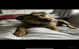 Mixed Breed dogs for sale: Lovely Lakeland Terrier Puppies  - Advert 4