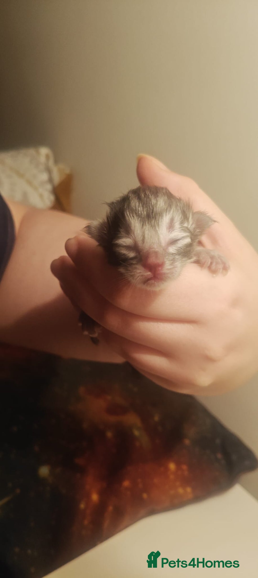 Persian cats for sale: CHOCOLATE PERSIAN KITTENS - Image 10