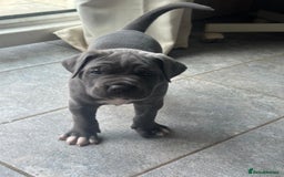 Cane Corso dogs for sale: ICCF registered Champion Lines Cane Corso Puppies in Epsom - Image 11