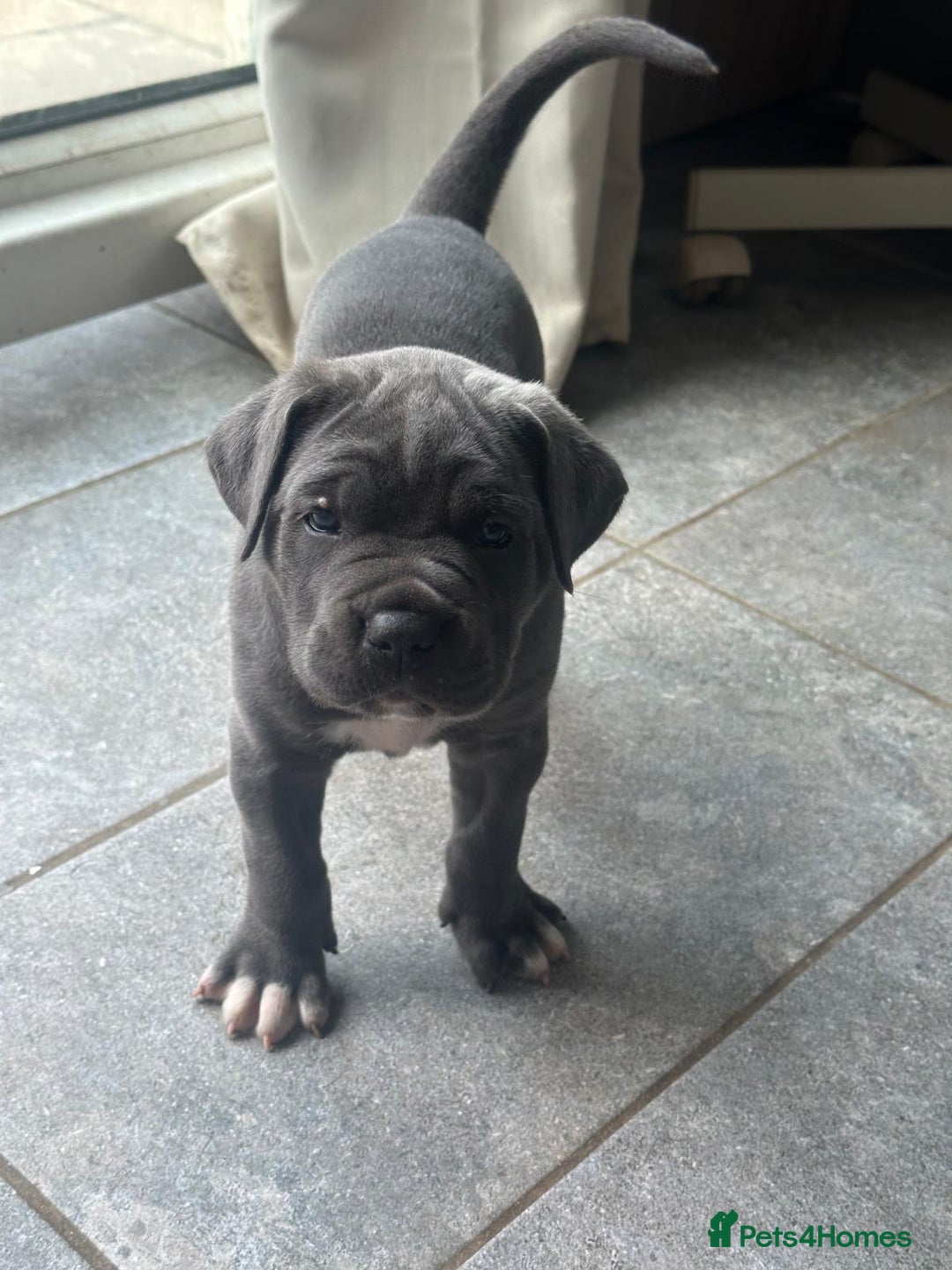 Cane Corso dogs for sale: ICCF registered Champion Lines Cane Corso Puppies in Epsom - Image 11