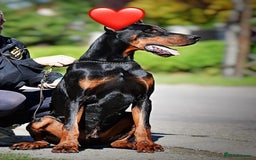 Dobermann dogs for stud: 🏆 Champion European Doberman Stud🏆 - Image 2