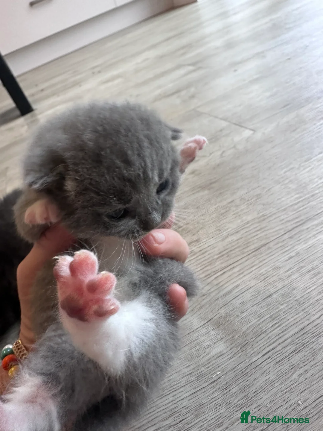 Mixed Breed cats for sale: British short hair cross - Advert 2