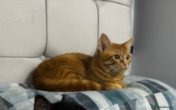 Mixed Breed cats for sale: Ginger cat- male  - Image 2