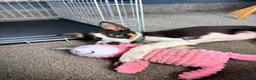 Border Collie dogs for sale: Skye. Blue eyed Border Collie.  - Advert 2