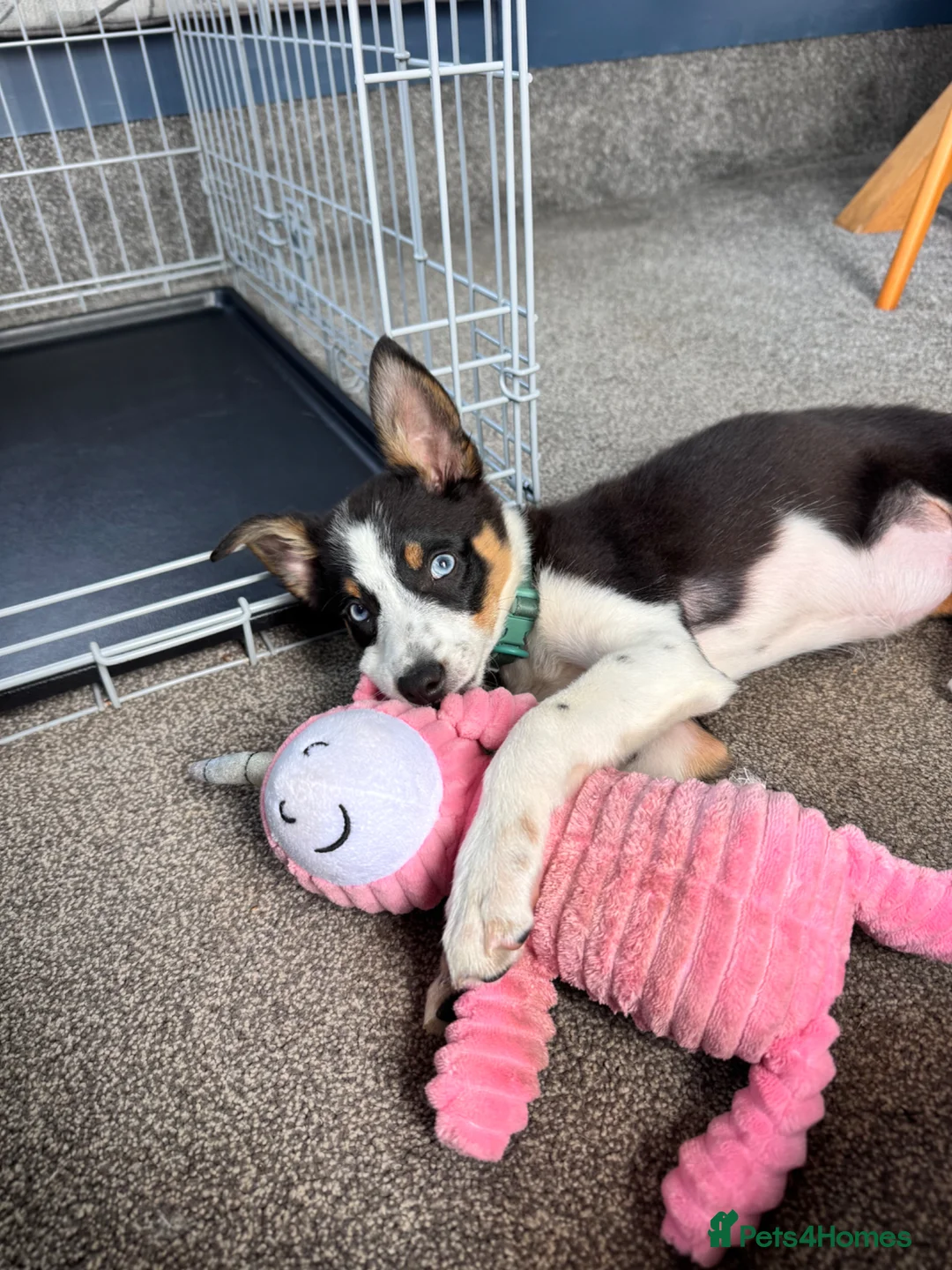 Border Collie dogs for sale: Skye. Blue eyed Border Collie.  - Advert 2