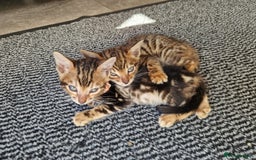 Bengal cats for sale: Pure Bengal Kittens - Image 25