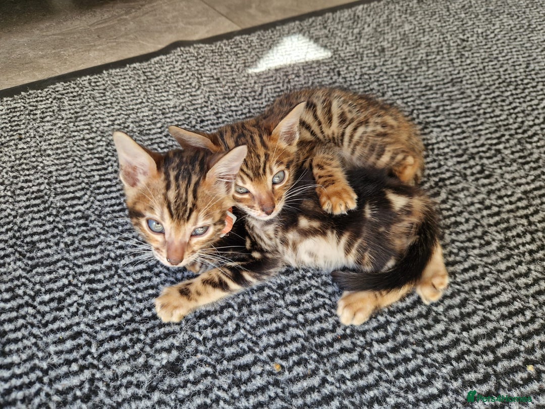 Bengal cats for sale: Pure Bengal Kittens - Image 25