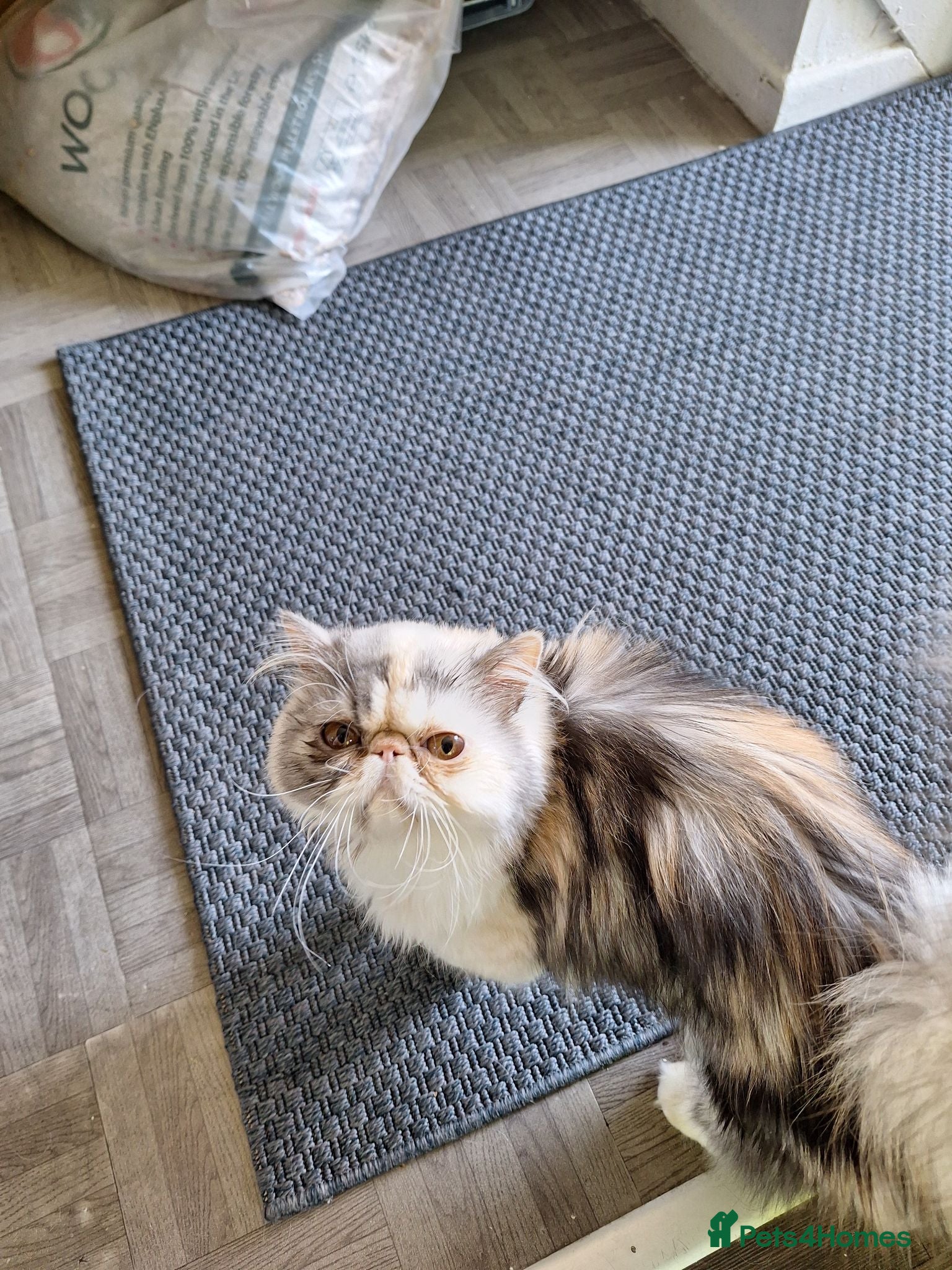Persian cats gorgeous silver tortie tabby and white female.  - Advert 2