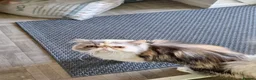 Persian cats for sale:  silver tortie tabby, white female spayed .  - Advert 7