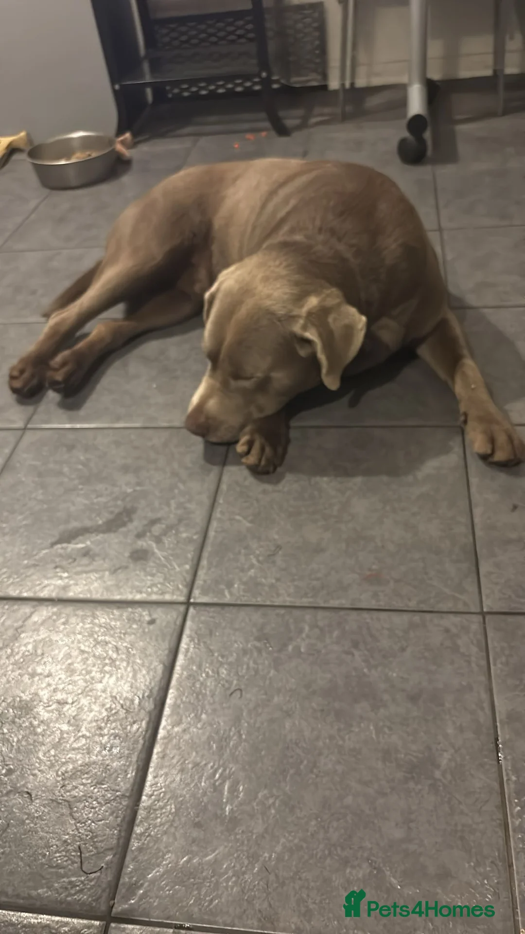 Labrador Retriever dogs for stud: check out are 2 silver labrador boy Studs  - Advert 2