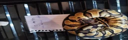 Python Snake reptiles for sale: Cb royal pythons  - Advert 17