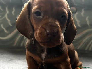 Dachshund dogs STUNNING KC REG STANDARD DACHSHUNDS - Advert 5