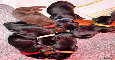 Dobermann dogs - Advert 6