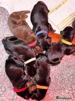 Dobermann dogs - Advert 6
