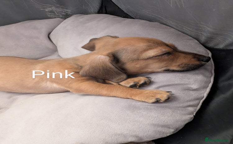 Mixed Breed dogs in Bridgwater - Advert 1
