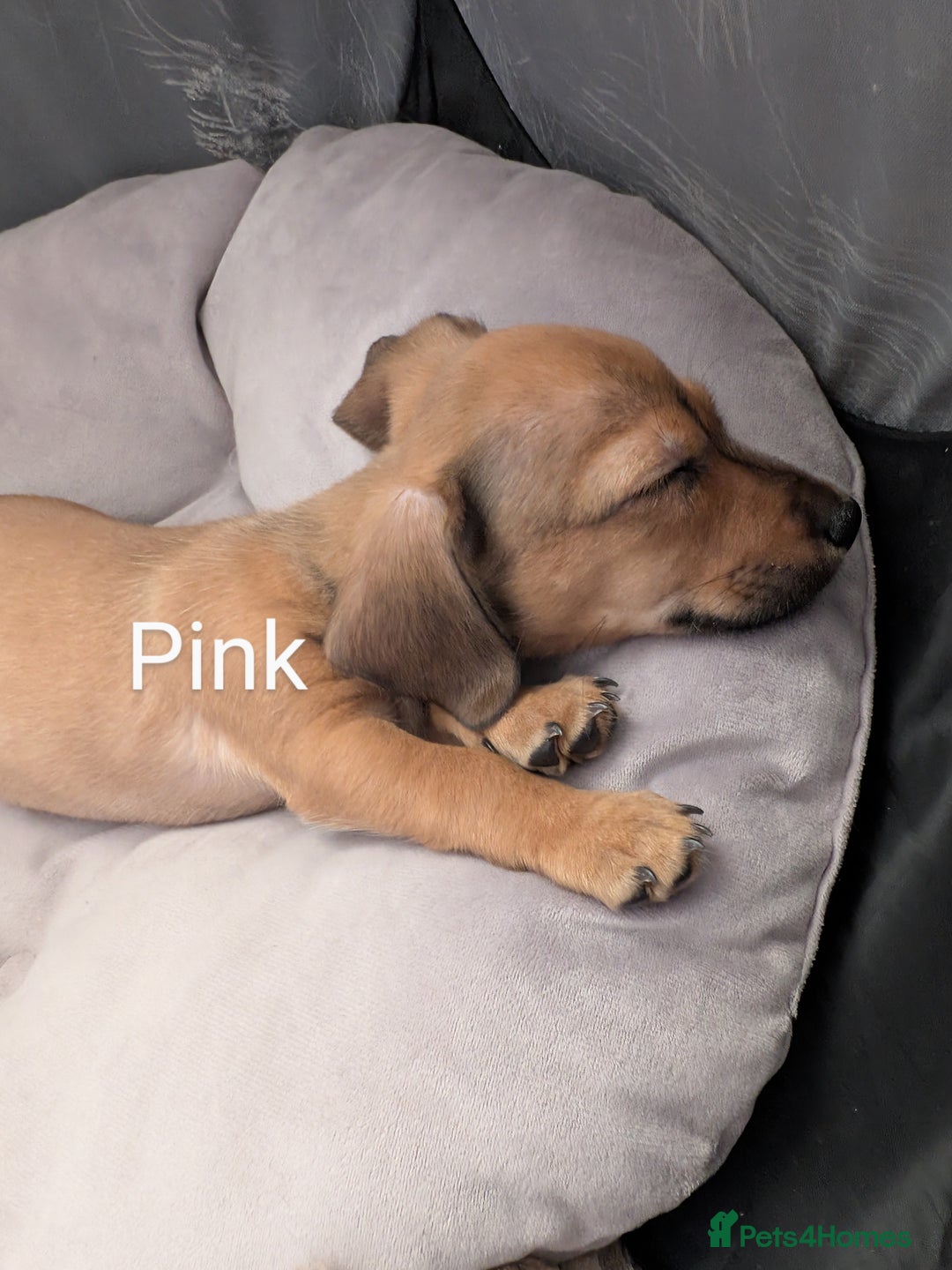 Mixed Breed dogs for sale: Dorkie pups chorkie x dachshund  in Bridgwater - Image 1