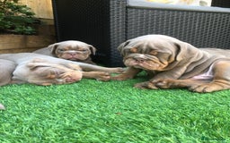 Olde English Bulldogge dogs for sale: 07496730941 : lilac tri Olde English Bulldogges - Image 4