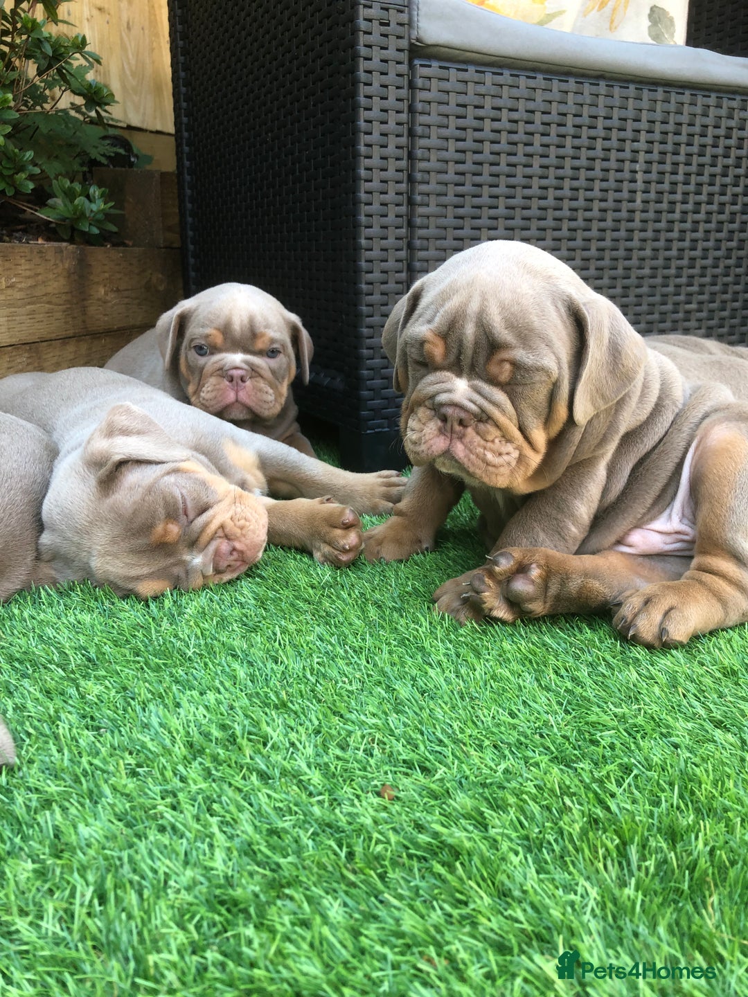 Olde English Bulldogge dogs for sale: 07496730941 : lilac tri Olde English Bulldogges - Image 4