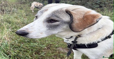 Mixed Breed dogs - Advert 4
