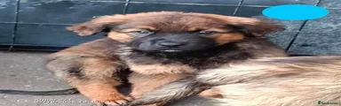 Mixed Breed 2