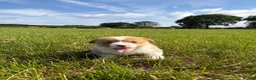 Welsh Corgi Pembroke dogs for sale: KC Registered Welsh Corgi Puppies  - Advert 6