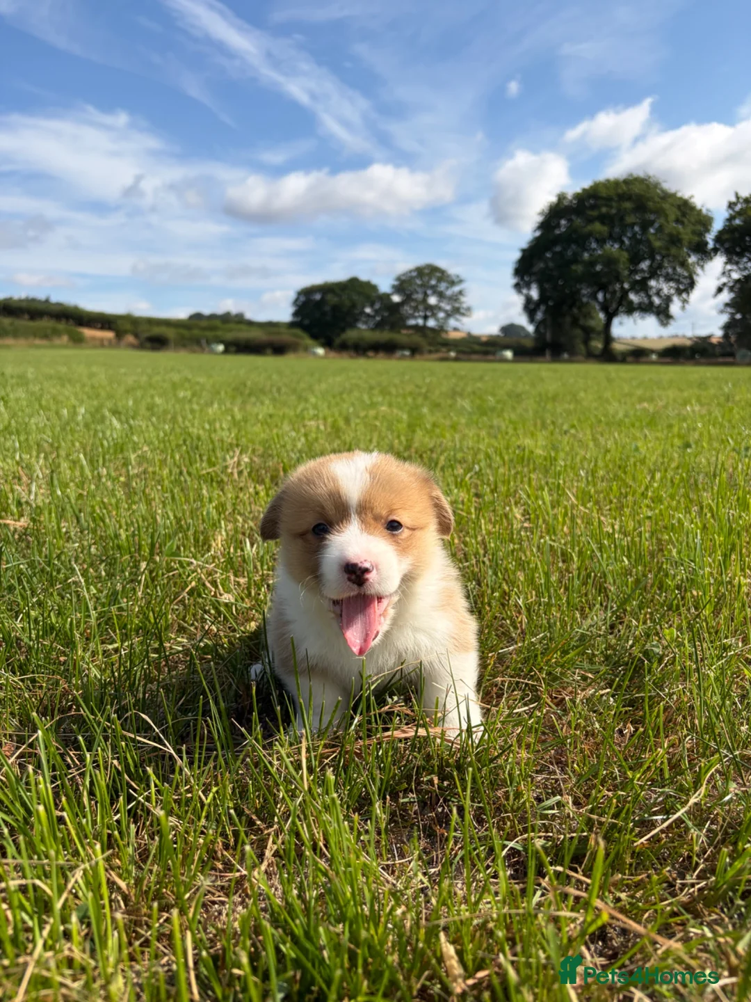 Welsh Corgi Pembroke dogs for sale: KC Pembrokeshire Corgi Puppies with Champion Lines - Advert 30