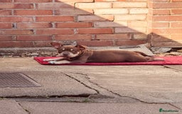 American Bully dogs for sale: American Bully Pocket extreme  - Image 2