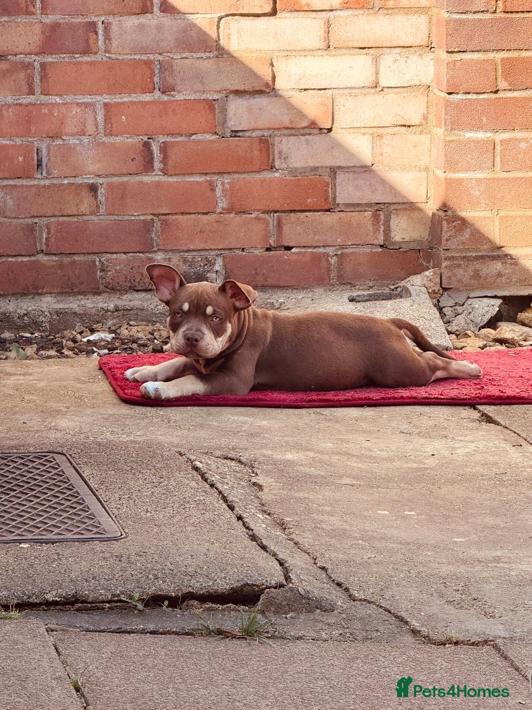 American Bully dogs for sale: American Bully Pocket extreme  - Image 2