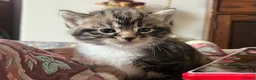 Mixed Breed cats for sale: Beautiful tabby kittens - Advert 7