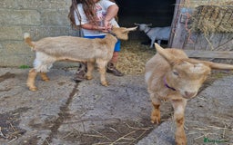 Goats livestock for sale: Registered Royal Golden Guernsey kids - Image 4