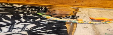 Mixed Breed Puppy 3