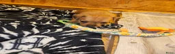 Mixed Breed dogs for sale: Boarder terrier x Jack Russell  - Advert 4