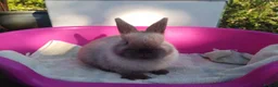 Netherland Dwarf rabbits for sale: Pretty Female and Male Netherland Dwarf Babies - Advert 2